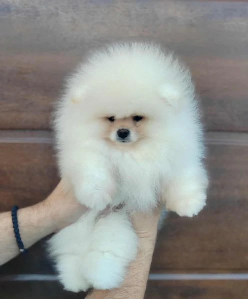 pomerania – cuccioli bellissimi e adorabili