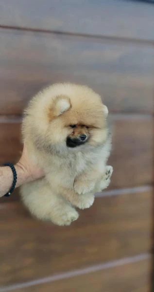 pomerania – cuccioli bellissimi e adorabili | Foto 0
