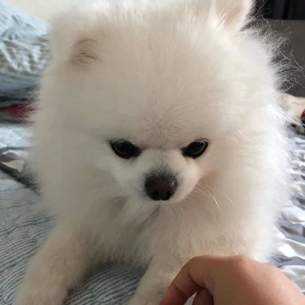  bellissimo cucciolo di pomerania | Foto 3