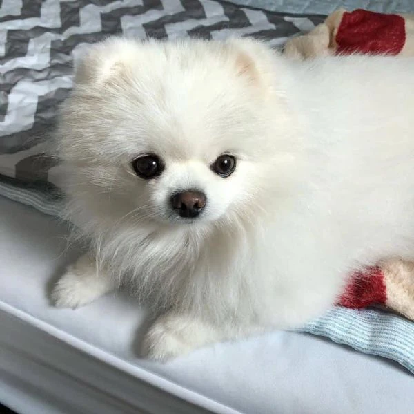  bellissimo cucciolo di pomerania | Foto 2