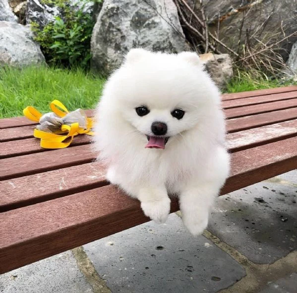 spitz di pomerania in miniatura