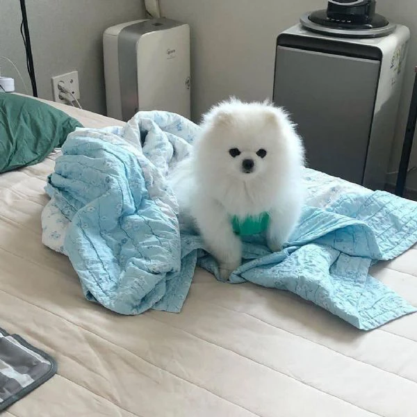 spitz di pomerania in miniatura | Foto 1