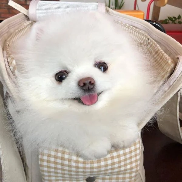 spitz di pomerania in miniatura | Foto 0