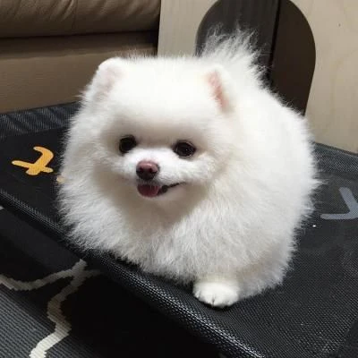 spitz nano (pomerania)