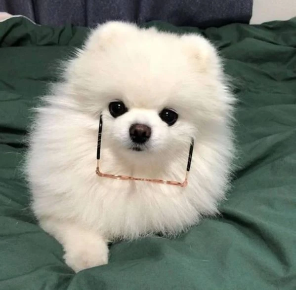 spitz nano (pomerania) | Foto 1
