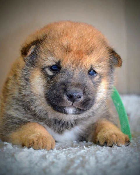 shiba inu cuccioli bellissimi | Foto 6