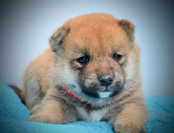 shiba inu cuccioli bellissimi | Foto 5