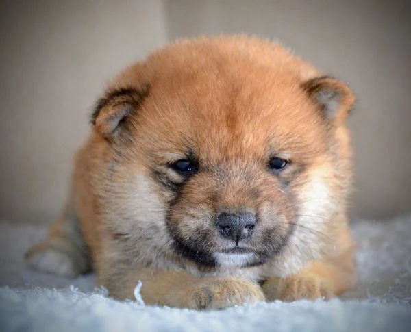 shiba inu cuccioli bellissimi | Foto 4