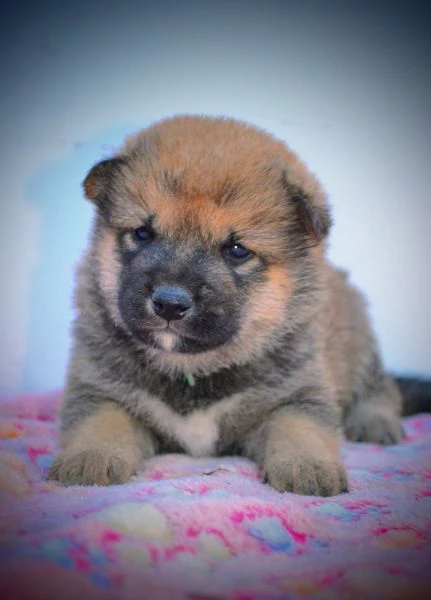 shiba inu cuccioli bellissimi | Foto 3
