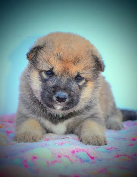 shiba inu cuccioli bellissimi | Foto 2