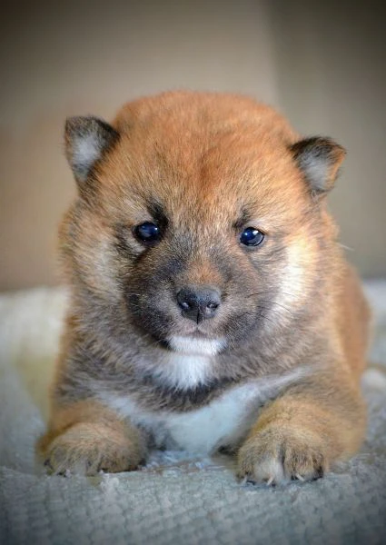 shiba inu cuccioli bellissimi | Foto 1