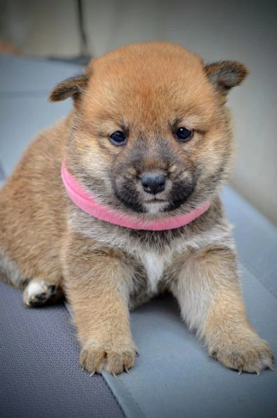 shiba inu cuccioli bellissimi | Foto 0