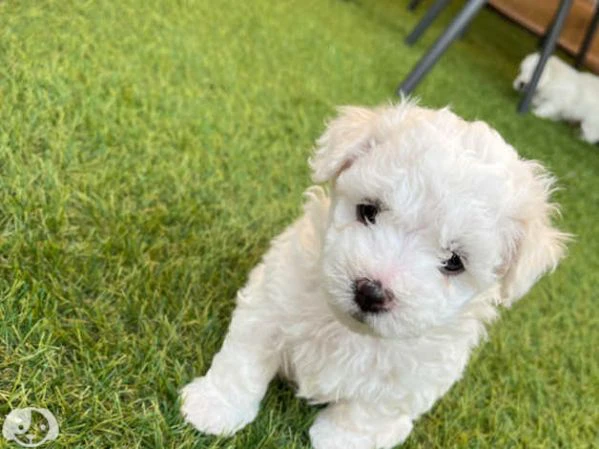 maltese toy | Foto 3
