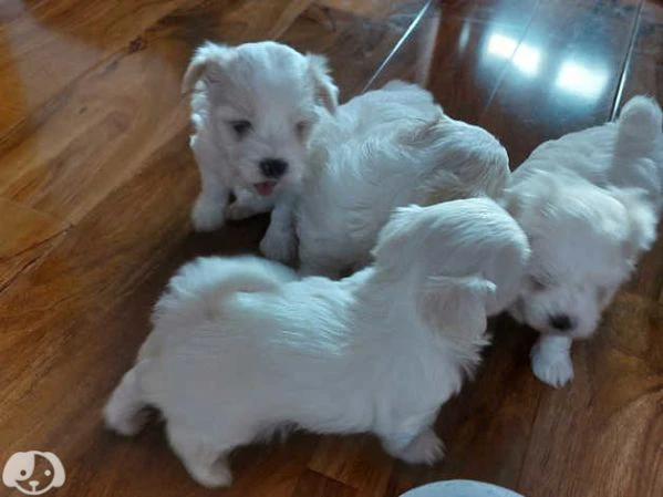 cuccioli di maltese coreano