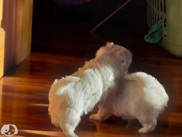cuccioli di maltese coreano | Foto 1