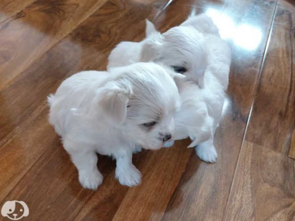 cuccioli di maltese coreano | Foto 0