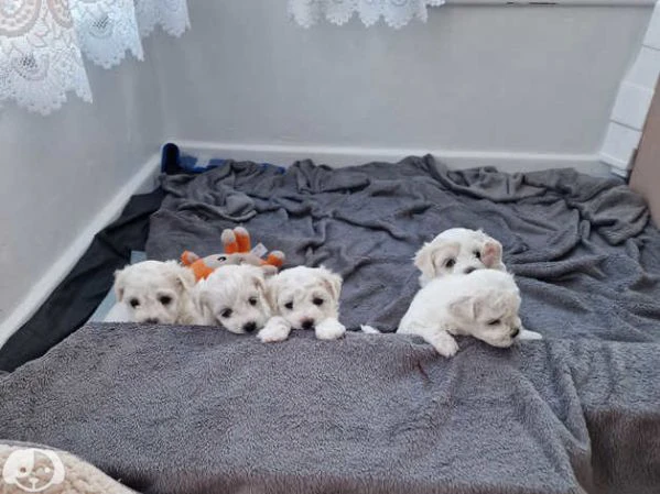 maltese con pedigree | Foto 6
