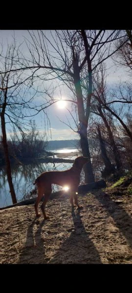 bracco ungherese a pelo corto – cuccioli | Foto 3