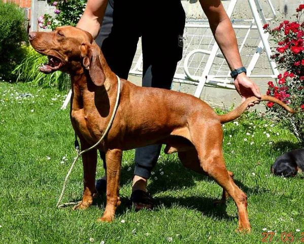bracco ungherese a pelo corto – cuccioli | Foto 1