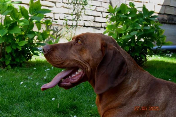 bracco ungherese a pelo corto – cuccioli | Foto 0