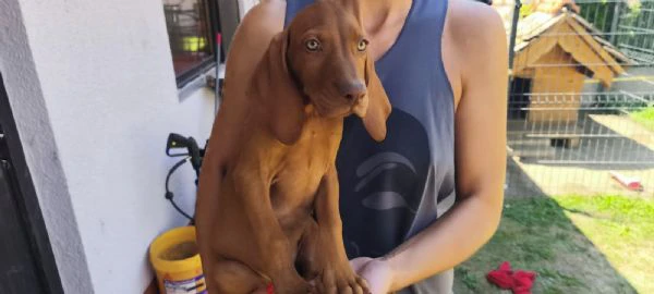 bracco ungherese a pelo corto – cuccioli