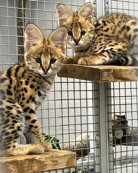 gattini serval disponibili per la vendita | Foto 0