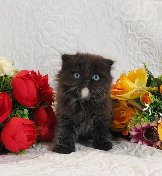 scottish fold maschio 