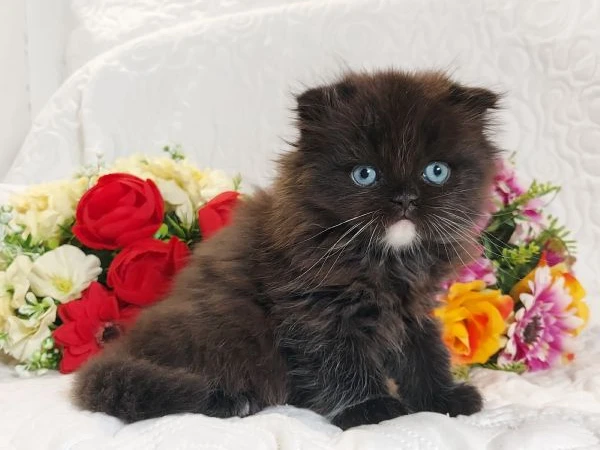 scottish fold maschio  | Foto 6