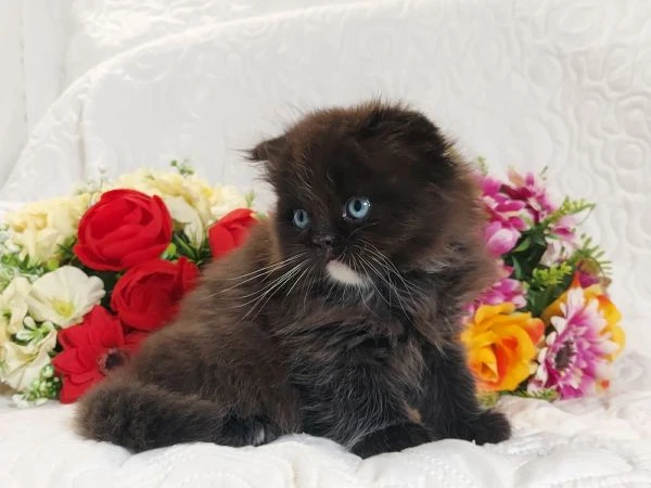 scottish fold maschio  | Foto 5