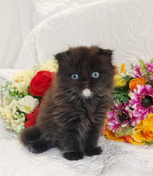 scottish fold maschio  | Foto 4