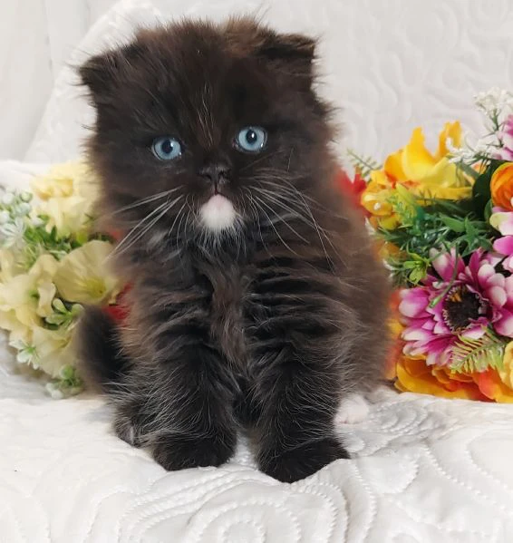 scottish fold maschio  | Foto 3