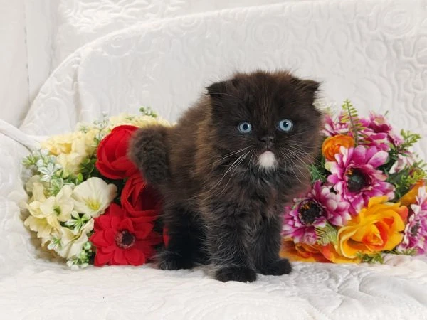 scottish fold maschio  | Foto 2