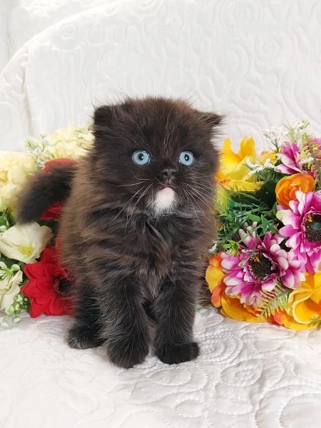 scottish fold maschio  | Foto 1