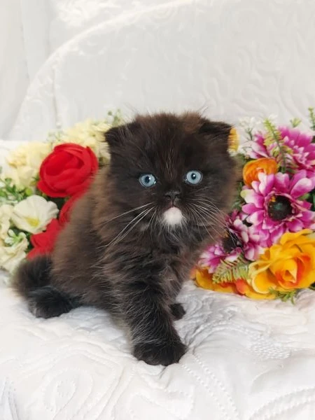 scottish fold maschio  | Foto 0