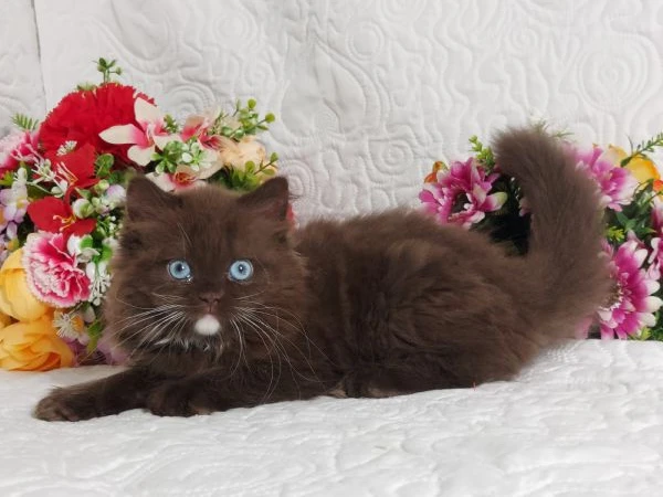 british longhair occhi azzurri  | Foto 6