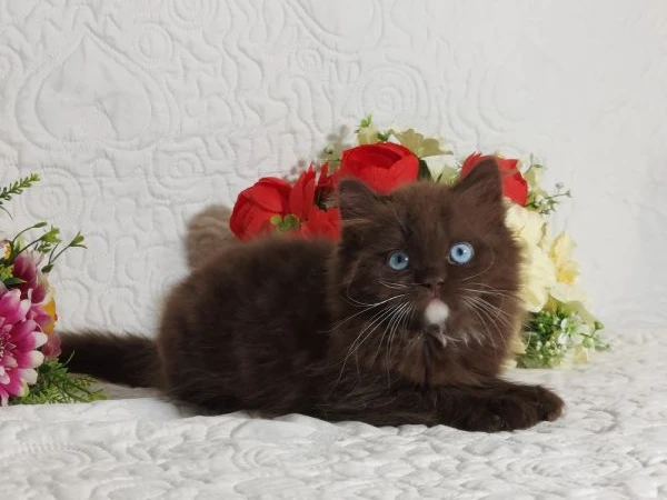 british longhair occhi azzurri  | Foto 5