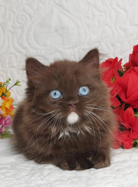 british longhair occhi azzurri 