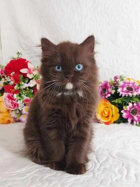 british longhair occhi azzurri  | Foto 4