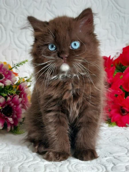british longhair occhi azzurri  | Foto 3