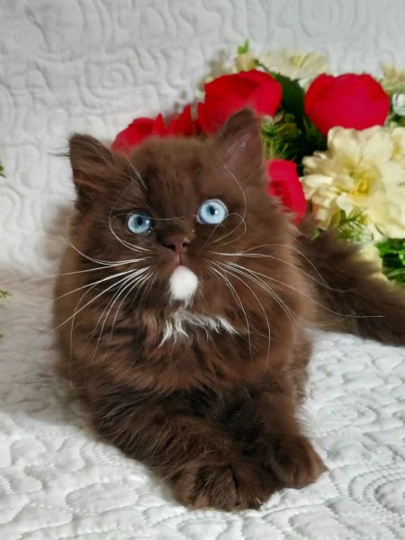 british longhair occhi azzurri  | Foto 2