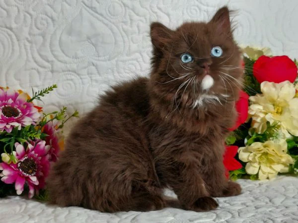 british longhair occhi azzurri  | Foto 1