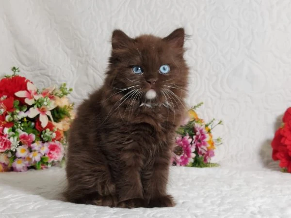 british longhair occhi azzurri  | Foto 0