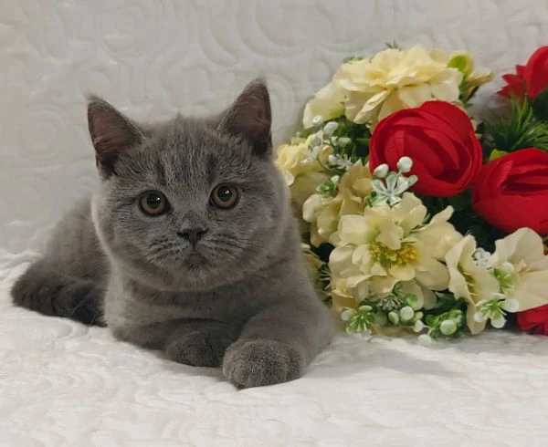 british shorthair fratellini 