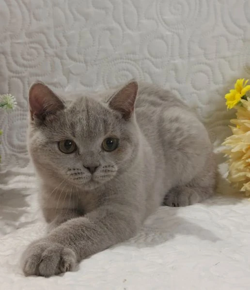 british shorthair fratellini  | Foto 6