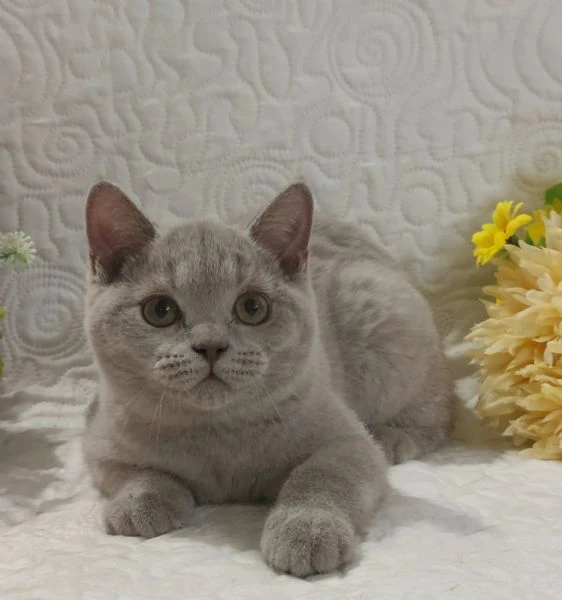 british shorthair fratellini  | Foto 5