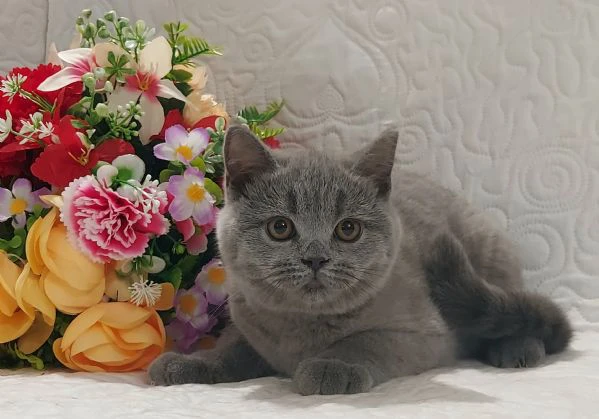 british shorthair fratellini  | Foto 4