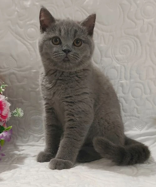 british shorthair fratellini  | Foto 3