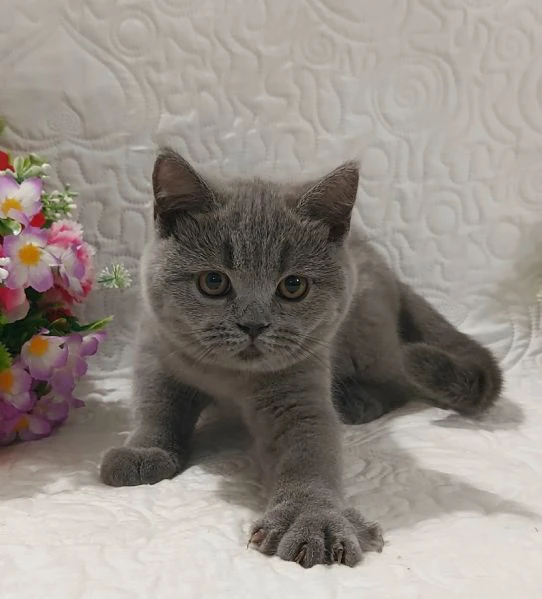 british shorthair fratellini  | Foto 2
