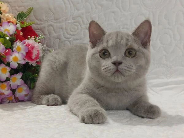 british shorthair fratellini  | Foto 1
