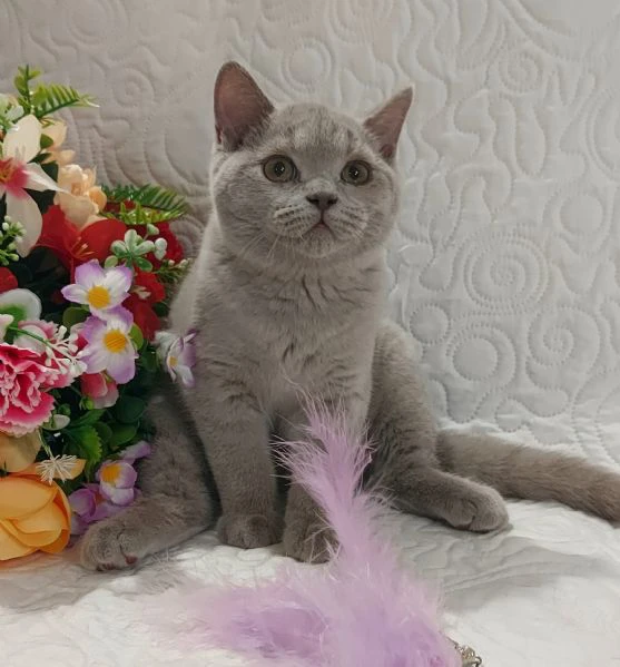 british shorthair fratellini  | Foto 0
